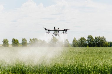 Tarım alanında modern teknolojiler. Bir endüstriyel dron yeşil bir alanda uçar ve üretkenliği arttırmak ve zararlı böcekleri yok etmek için kullanışlı böcek ilaçları sıkar. Üretimi arttır