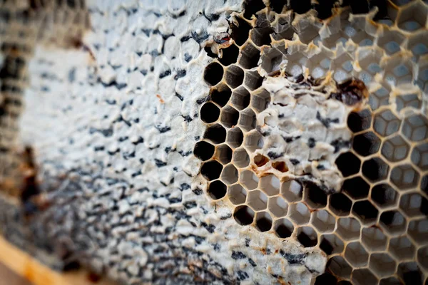 Honeycomb Honey Natural Background — Stock Photo, Image