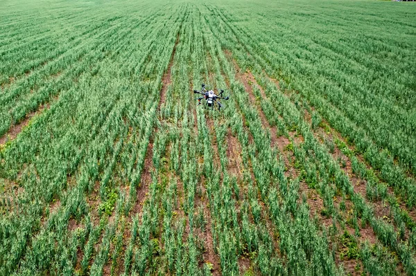 Drone Uso Fazenda Para Pulverizar Água Fertilizante Químico Campo Fazenda — Fotografia de Stock