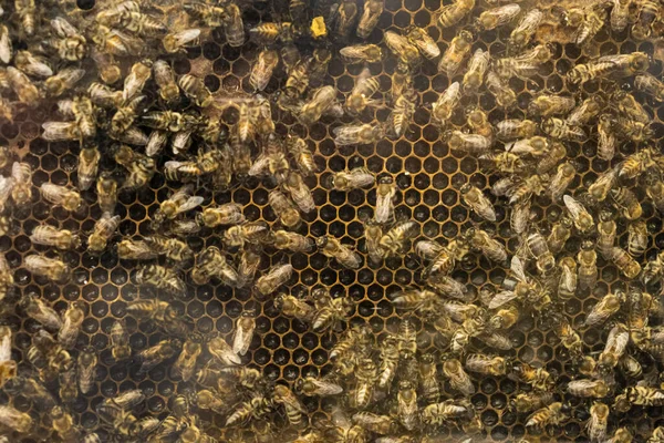 Beehive Interior Honey Bees Working Honeycomb — Stock Photo, Image