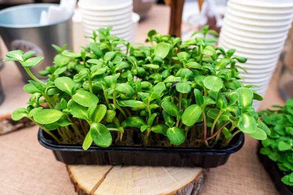 Growing microgreens in container at home. Gardener planting young seedlings of parsley in vegetable garden or laboratory. Home gardening. Growing healthy food concept.