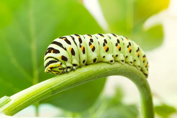 Caterpillar Καταπιείτε Από Κοντά Σέρνοντας Ένα Κλαδί Άνηθου Μακροφωτογραφία — Φωτογραφία Αρχείου