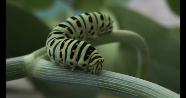 Macro Lagarta Papilio Machaon Engolir Lagarta Alimentando Ramos Erva Doce — Vídeo de Stock