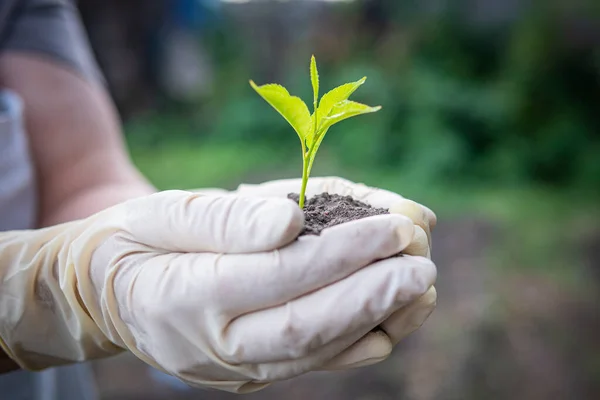 Menschliche Hände Halten Grüne Kleine Pflanze Neues Lebenskonzept Ein Kirschbaum — Stockfoto