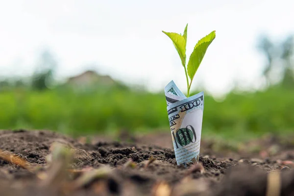 100 Dollarsedeln Planterad Marken Begreppet Lönsamhet Från Jordbruk Vegetabilieproduktion Och — Stockfoto