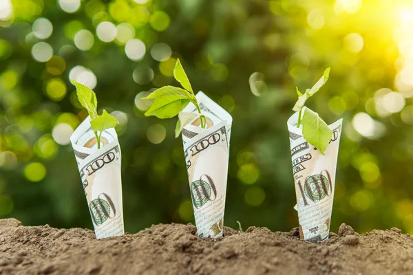 Trees with money, savings and money. Young plants grow from the ground in 100 dollar bills Eco-friendly money. Earn money in agriculture, concept.