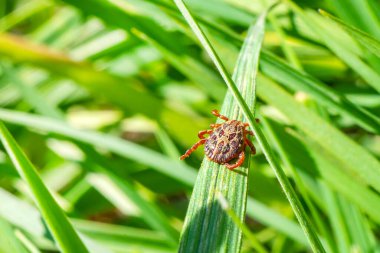 Yeşil Çimlerde Sürünen Ensefalit Tik Böceği. Ensefalit virüsü veya Lyme Borreliosis Bulaşıcı Dermacentor Tick Arachnid Parazit Macro. Dermacentor marginatus, Dermacentor reticulatus.