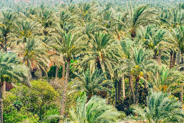 Vue Aérienne Sur Plantation Palmiers Fond Beaucoup Palmiers Vert Vif — Photo