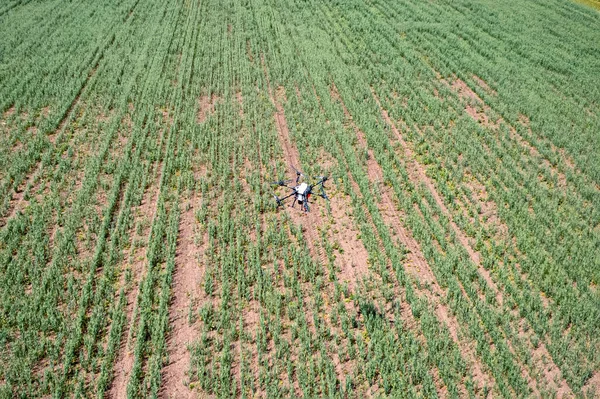 Pulverizador Drones Voa Sobre Campo Agrícola Agricultura Inteligente Agricultura Precisão — Fotografia de Stock