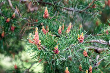 Tomurcuklu, uzun dallı ve kozalaklı dağ çam ağacı Pinus Mugo. Mughus pumilio cultivar cüce rock parkında. Japon bahçesindeki kompozisyon pinaceae peyzajı. Doğa botanik konsepti. Yakın plan.