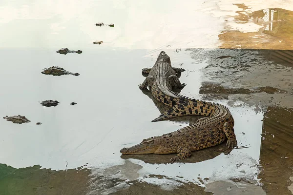 Nagy Dühös Veszélyes Krokodil Alszik Folyóparton — Stock Fotó