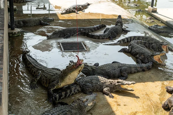 Krokodilok Sütkéreznek Napon Krokodilok Tóban Krokodil Farm Krokodilok Tenyésztése Krokodilok — Stock Fotó