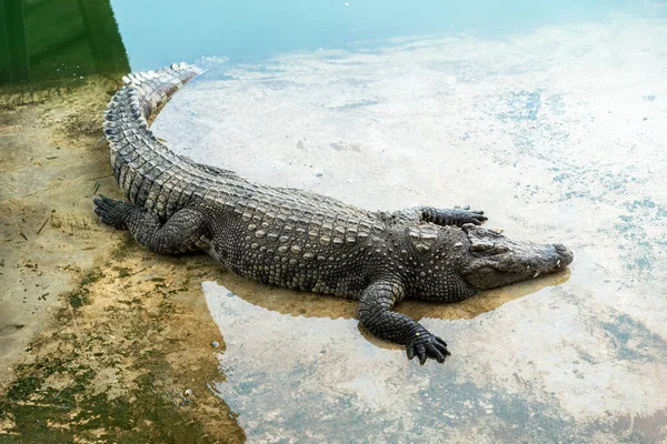 Nagy Dühös Veszélyes Krokodil Alszik Folyóparton — Stock Fotó