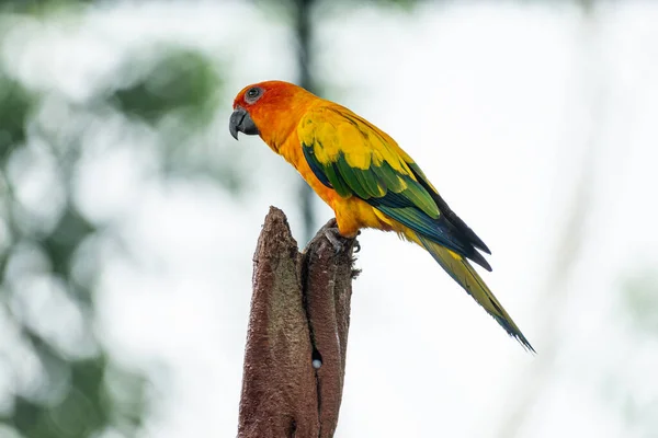Солнечный Попугай Conure Оранжевого Красного Желтого Цветов — стоковое фото