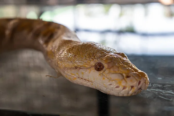 Fechar Uma Pitão Albina Birmanesa Cabeça Cobra Close — Fotografia de Stock