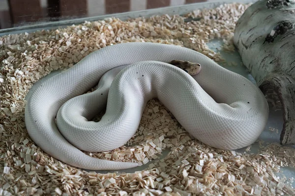 White Python Lying Curled Sawdust Terrarium — Stock Photo, Image