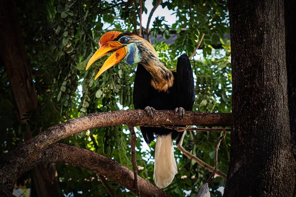 Sulawesi Kalao Vagyok Színes Hornbill Őshonos Indonézia Knobbed Hornbill Aceros — Stock Fotó