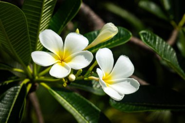 Beyaz Frangipani çiçekleri bir demet ağaçta, güneş ışığı ışığı.