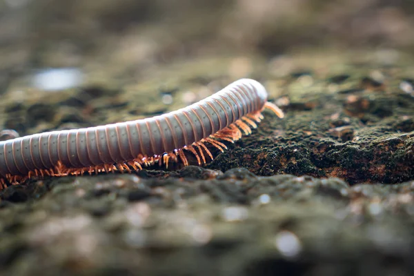Centipede Crawling Rock 매크로 — 스톡 사진