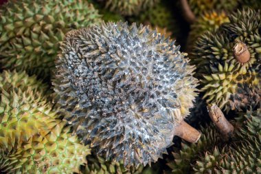 Çürük bir Durian meyvesinin detaylı görüntüsü. Güneydoğu Asya 'nın meyve kralı. Güçlü bir kokusu ve dikenli kabuğu var. Önplanda seçmeli odak.