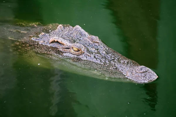 暹罗鳄鱼的头在水面上 背对着水底的鳄鱼的背影 海洋生物 异国鱼 亚热带鱼 — 图库照片