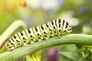 Papilio Machaon 'lu Tırtıl Macerpillar, Fennel dallarıyla beslenen kırlangıç kuyruklu tırtıllar. Doğadaki detaylar.