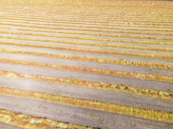 Вид Сверху Поле После Сбора Урожая Невероятные Пейзажи Текстуры Вырытые — стоковое фото
