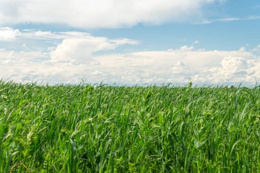 Mükemmel bir gökyüzü olan yeşil bir mısır çiftliğinin tarım arazisi. Ukrayna tarım bölgesinin yeri, Avrupa. Tarlalar ekildi. Duvar kâğıdı. Minimalist manzara. Toprağın güzelliği.