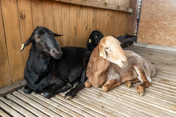 goat in the barn. Domestic goats in the farm. Cute an angora wool coat. A goat in a barn at an eco farm located in the countryside. a young goat on a farm with a bow on her head for beauty.