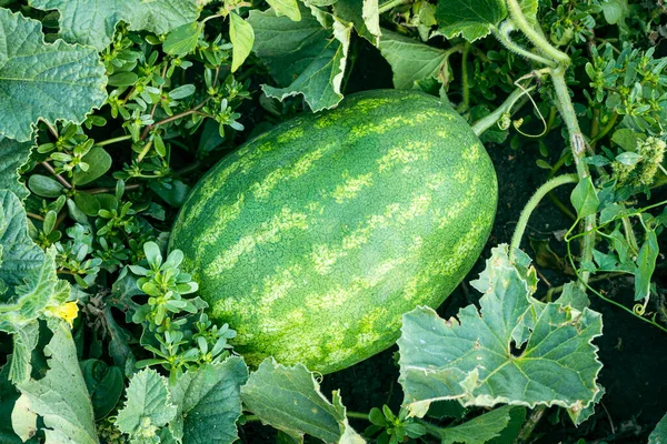 Striped watermelon grows on melons, in green grass. Ripe green striped watermelon ripens in a garden bed.