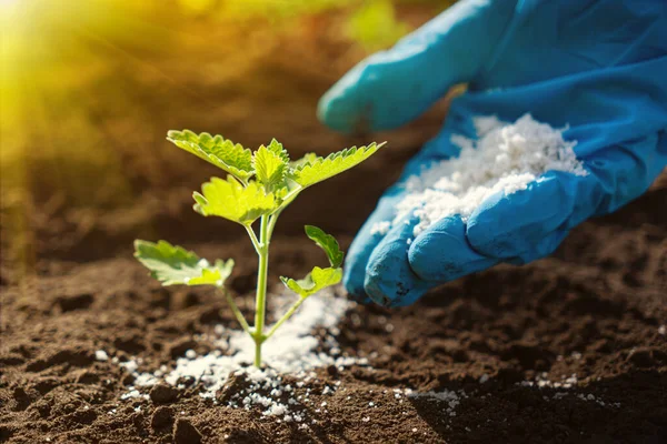 Använda Organiskt Gödningsmedel För Ekologisk Odling Eller Trädgårdsskötsel Med Gödselmedel — Stockfoto