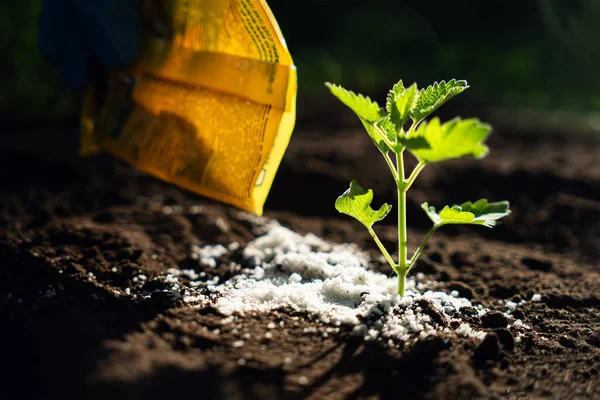 Använda Organiskt Gödningsmedel För Ekologisk Odling Eller Trädgårdsskötsel Med Gödselmedel — Stockfoto