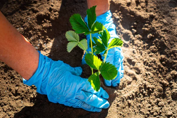 Person Bereitet Erdbeeren Setzling Für Die Pflanzung Vor Anbau Von — Stockfoto