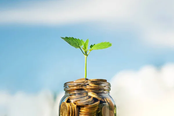 A branch of money plant in a glass jar containing coins, against cloudy blue sky. Money grows upon investment. Bank deposit. Interest rate.