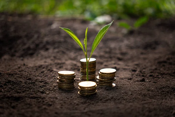 Golden coins in soil with young plant. Money growth concept. the concept of income growth or investment in the environment.