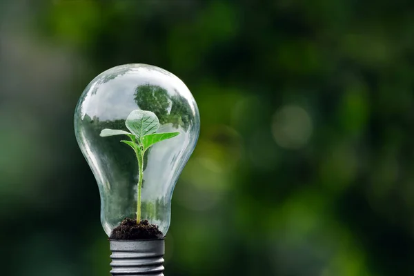 Ett Träd Som Växer Energieffektiv Glödlampa Begreppet Miljövänliga Och Hållbara — Stockfoto