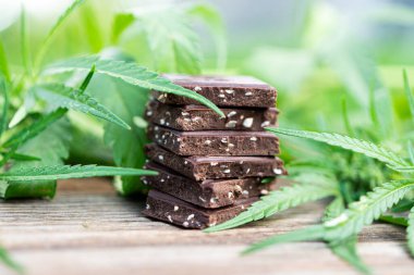 Kenevirli çikolata ve masada esrar tomurcukları. Çikolata kavramı ve kenevir bitkisi CBD. Kahverengi ahşap arka plandaki gıdalarda kullanılmak üzere tıbbi marihuana tedavisi.