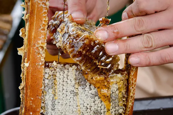 Beekeeper Removing Honeycomb Beehive Person Taking Honey Hive Farmer Working — Stock Photo, Image