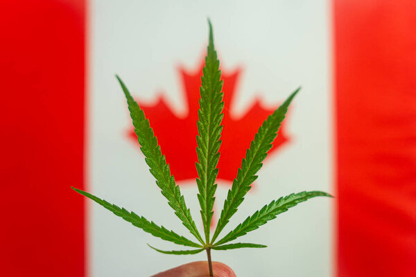 a hemp leaf on background of the canadian flag. Concept of legalization and changes in legislation regarding cultivation and use of marijuana in the country canada