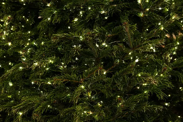 Fir tree branches with glowing yellow Christmas light as background. Close-up on fir branches with glowing garland.