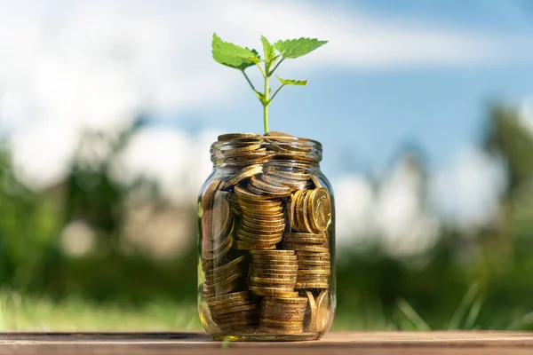Plant growing from coins in the glass jar on blurred green natural background copy space for business and financial growth concept