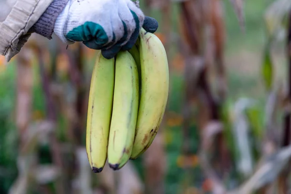 Man in work gloves sorts of bananas. Preparation of bananas for wholesale.. Close-up harvesting bananas