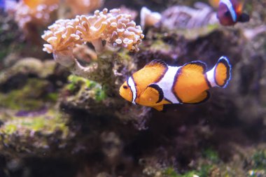 palyaço balık deniz akvaryum ve deniz anemon