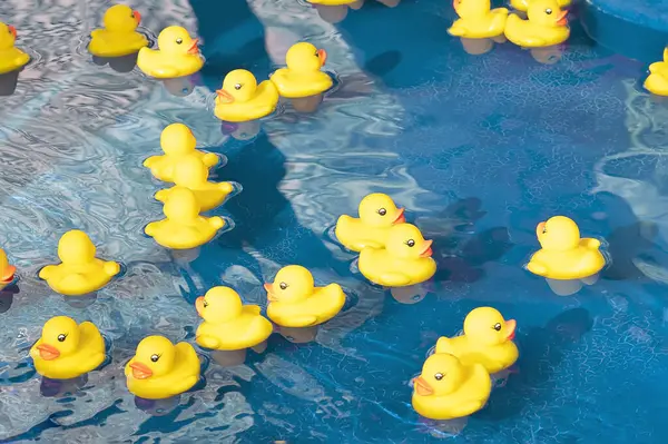 Summer season, the concept of a children game. A small rubber yellow ducks swims in the water in the pool. Toy close-up. A symbol of swimming, childhood, friendship, fun game.