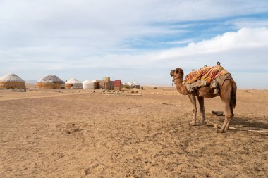 Orta Asya, Özbekistan 'daki göçebe kampının önündeki sevimli deve.