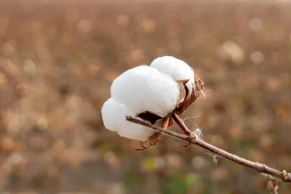 Cotton fields ready for harvesting. cotton harvesting in Uzbekistan.