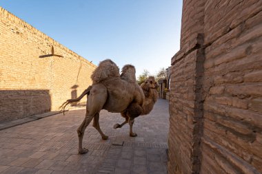 Bactrian Devesi (Camelus bactrianus), Özbekistan 'ın Khiva kentinde küçük bir meydanda poz verir
