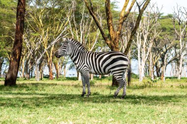 Plains zebra Equus quagga in a wood in the Lake Nakuru National Park, Kenya clipart