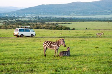 zebra standing in savanna grassland with background of safari tourist car at Masai Mara National Reserve Kenya