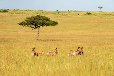 Antiloplar Kenya 'daki Afrika savanasında uzun ve kuru çimenlerde otlarlar..